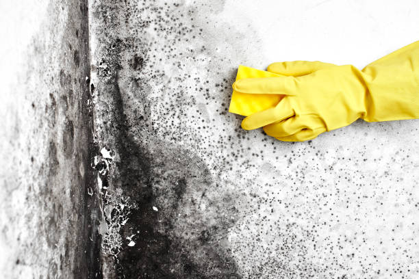 Best Attic Mold Removal  in Industry, PA