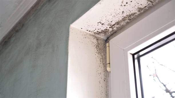 Best Certified Mold Removal  in Industry, PA