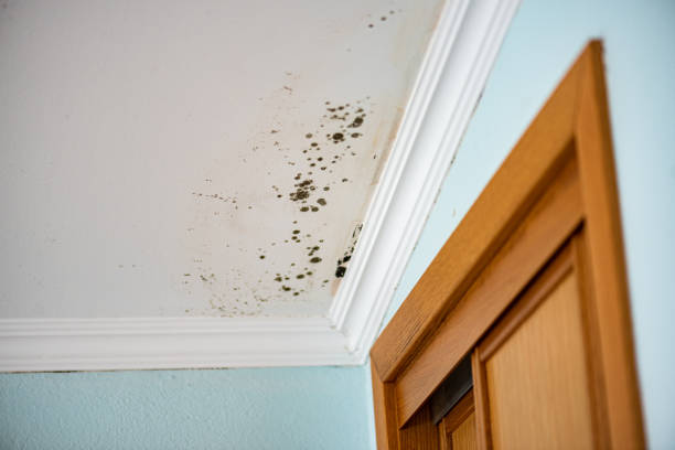Best Local Mold Removal Service  in Industry, PA