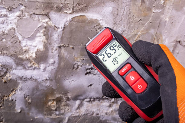 Best Local Mold Removal Service  in Industry, PA