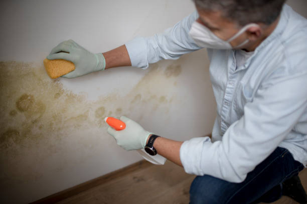 Best Black Mold Removal  in Industry, PA