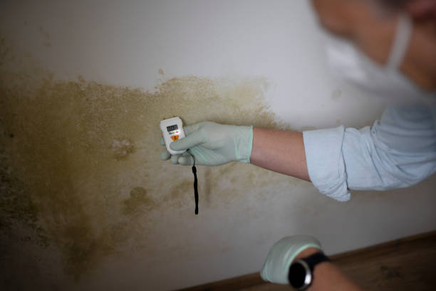 Best Best Mold Removal Companies  in Industry, PA