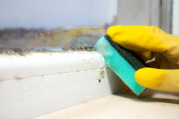 Best Mold Removal Company Near Me  in Industry, PA