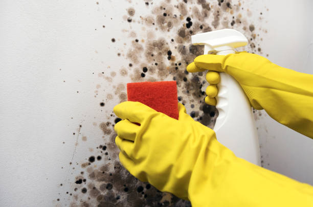 Best Residential Mold Removal  in Industry, PA
