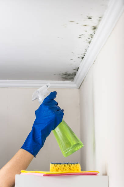 Best Same-Day Mold Removal  in Industry, PA