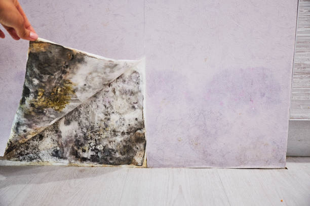 Best Mold Removal Near Me  in Industry, PA